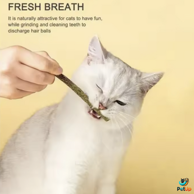 The Mint PetUp Cat Sticks For Cat Teeth Cleaning